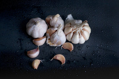 Close-up of shells on black background