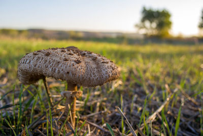 Close-up of mushroom growing on field