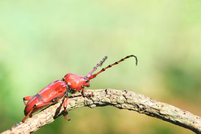 Close-up of insect on plant