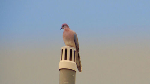 Low angle view of seagull perching against clear sky