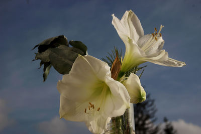 Close-up of flowers blooming against sky