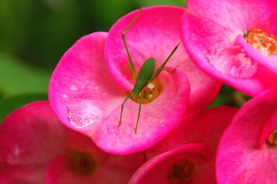 Close-up of pink insect on purple flowering plant