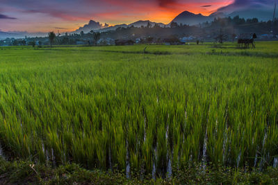 Scenic view of agricultural field against sky during sunset