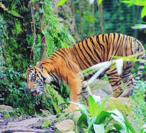 Side view of tiger against plants