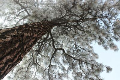 Low angle view of bare trees against sky