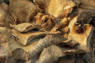 High angle view of sheep