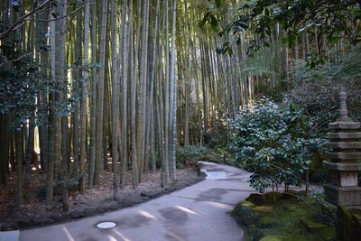 View of trees in forest