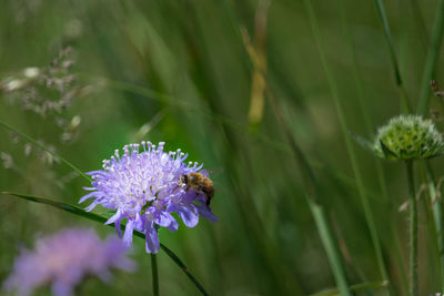 Close-up of honey bee on purple flowering plant