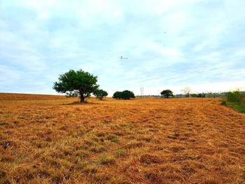 Trees growing on field against sky