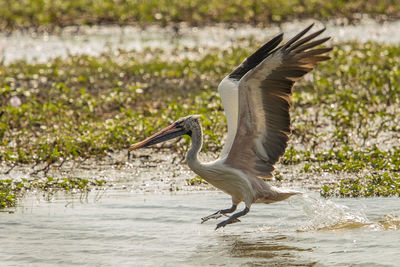 Bird flying over lake