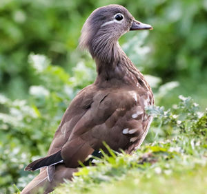 Close-up of bird perching on a land