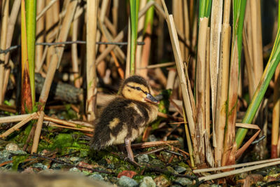 Close-up of birds in nest