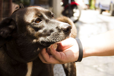 Close-up of dog hand