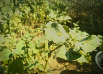 Close-up of leaves on plant