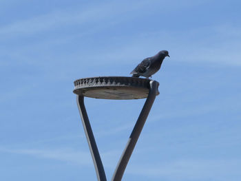 Low angle view of bird perching on street light