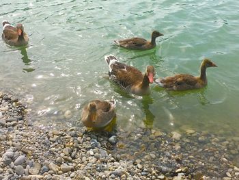 High angle view of ducks in lake