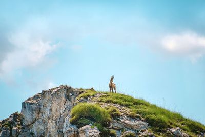 Low angle view of chamois standing on cliff against sky