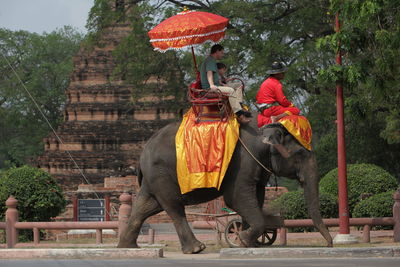 Tourists riding on elephant by old temple in ayutthaya kingdom