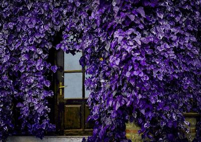 Purple flowering plants against building