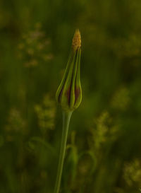 Close-up of flowers against blurred background