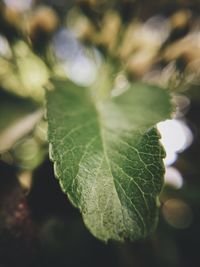 Close-up of leaf