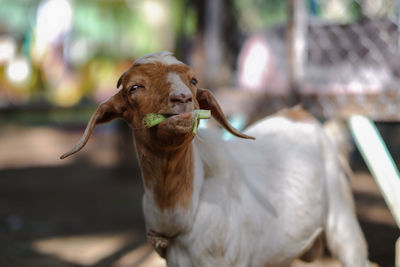 Close-up portrait of a goat