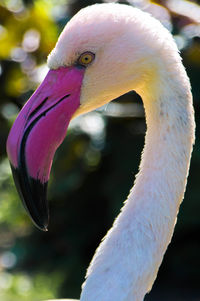 Close-up of swan