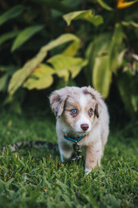 Portrait of puppy on field