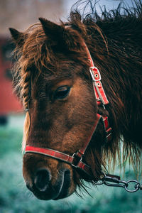 Close-up of a horse