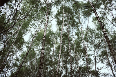 Low angle view of bamboo trees in forest