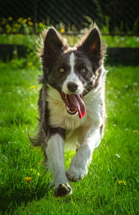 Portrait of dog running on grass