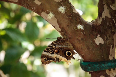 Owl butterfly caligo eurilochus perches on a tree in a garden.