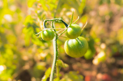 Close-up of fruit growing on plant