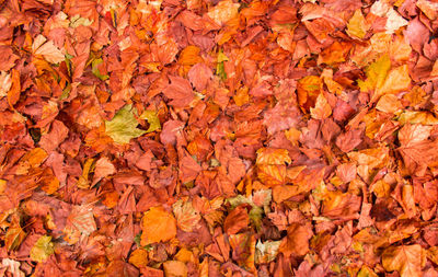 Full frame shot of autumn leaves