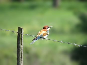 Bird perching on a barbed wire