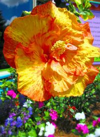 Macro shot of yellow flower