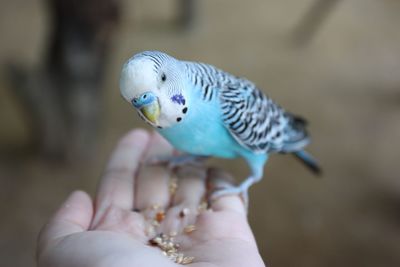 Close-up of hand holding bird