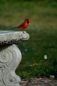 Close-up of bird perching on red outdoors