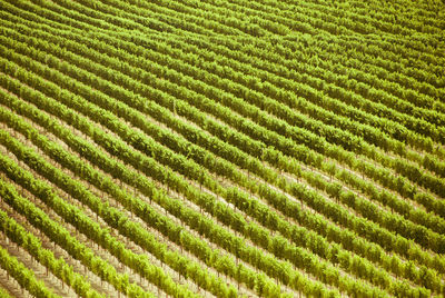 Full frame shot of green leaves