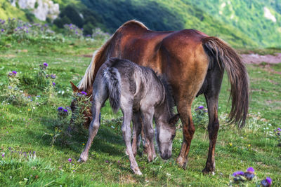 Horses grazing in a field