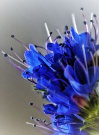 Close-up of flowers over black background