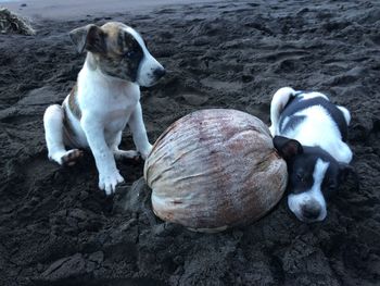 High angle view of a dog