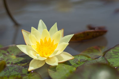 Close-up of lotus water lily in pond