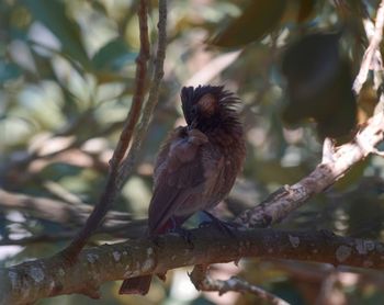 Close-up of bird perching on branch