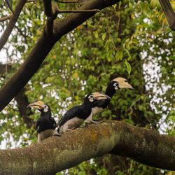 Close-up of birds perching on tree