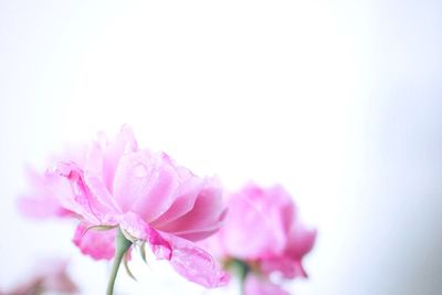 Close-up of fresh pink flower against sky