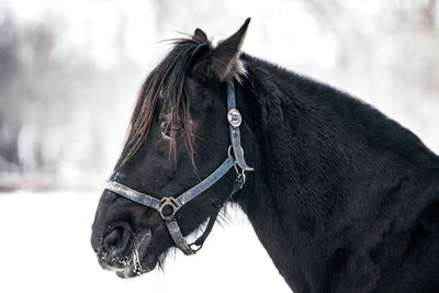 Close-up of a horse