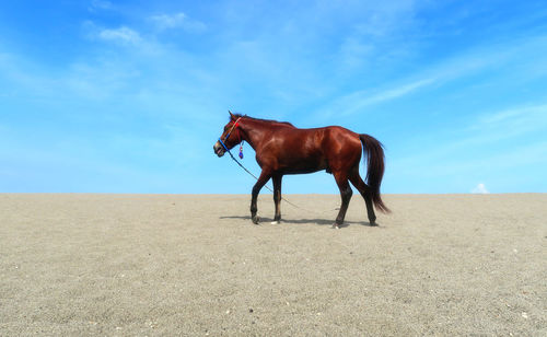 Side view of horse at sandy beach against blue sky