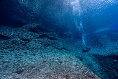 View of turtle swimming in sea