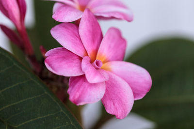 Close-up of pink flower blooming outdoors